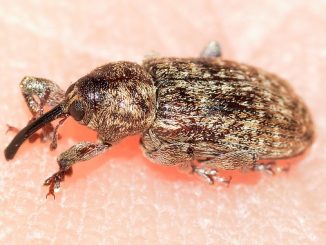 how to get rid of weevil in the kitchen