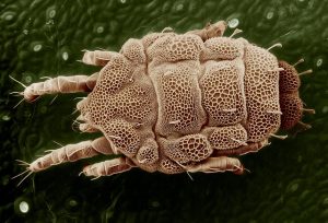 bed mites how to get rid of at home