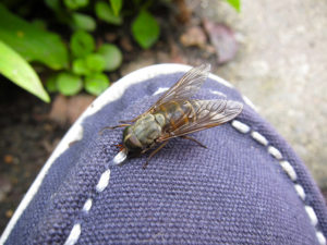 horsefly en gadfly verschil