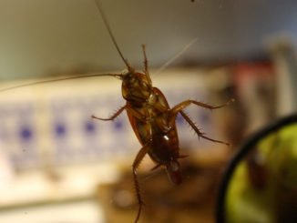 Kakerlaken tauchten in der Wohnung auf