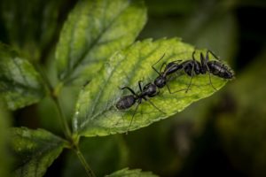 how to get rid of ants in a greenhouse