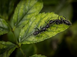 ako sa zbaviť mravcov v skleníku