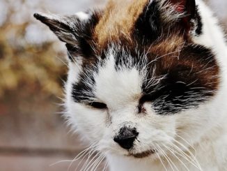 léopard forte pour les chats