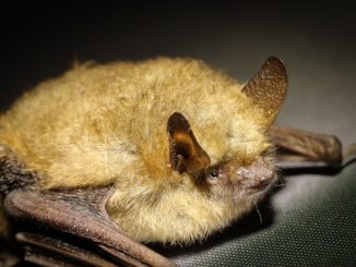 come sbarazzarsi dei pipistrelli