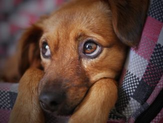 gebruik voor honden is onstabiel