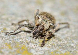 weevils w mieszkaniu, jak się pozbyć