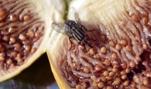 Woher kommen die Mücken auf den Früchten in der Wohnung?