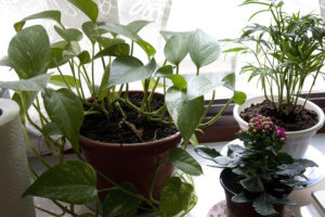 upute za upotrebu fitoverma za sobne biljke