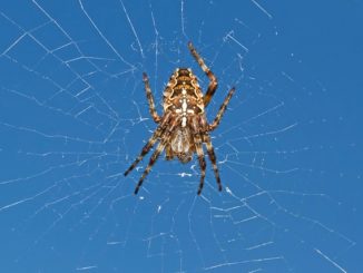 cross spider poisonous or not