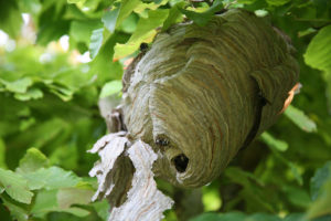 hvordan fjerne et hornet reir