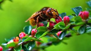 how to deal with hornets