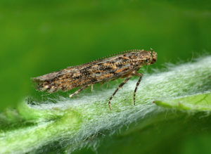 potato moth and how to deal with it