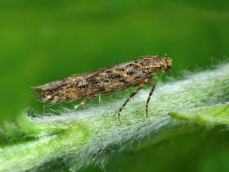 potato moth and how to deal with it