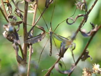 large mosquito with long legs