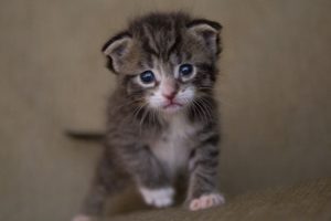 how to bring fleas in a little kitten