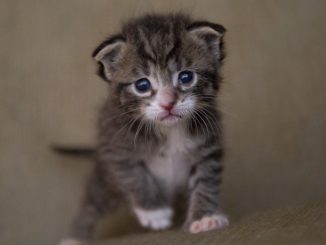 come portare le pulci in un gattino