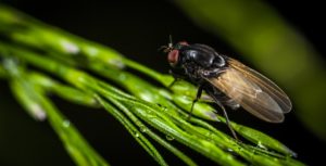 succhiasangue di cervo è pericoloso per l'uomo