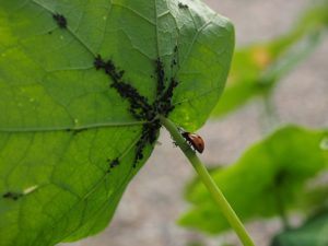 wie man mit Blattläusen an Gurken in einem Gewächshaus umgeht