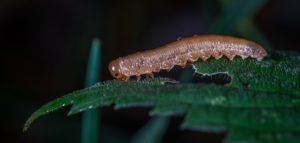 odorous woodweed caterpillar