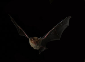 perché un pipistrello è pericoloso per l'uomo