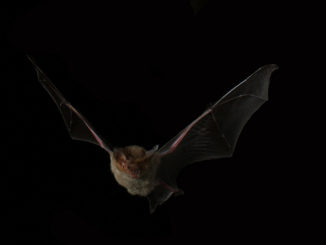 por qué un murciélago es peligroso para los humanos