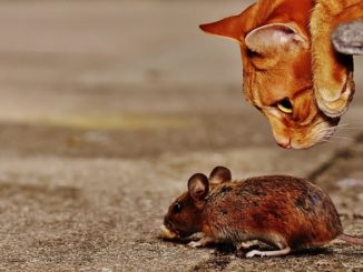 wie man eine Maus in einer Wohnung fängt