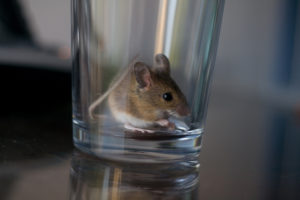 comment attraper une souris dans une bouteille