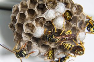 how to get rid of an aspen nest