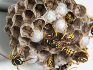 how to get rid of an aspen nest