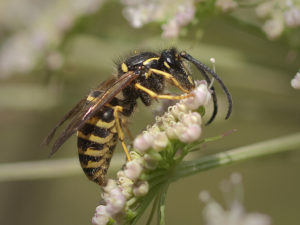 yaban arısı kullanımı nedir