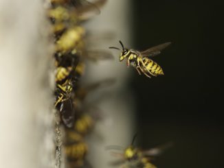 how wasp stings