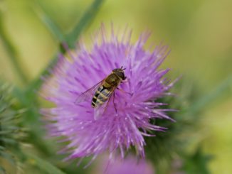 how to distinguish a bee from a wasp