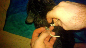 how does a flea collar for cats work