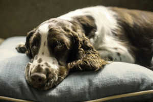 Was bei Hunden von Zecken fällt, ist besser