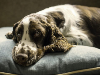 köpekler için kenelerden ne damlalar daha iyidir