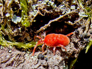 spider mite on indoor plants