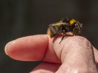 ce qui aide d'une piqûre d'abeille