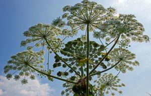 كيفية التخلص من hogweed