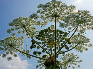 วิธีกำจัด hogweed