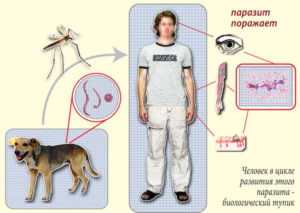 Scheme of human infection with dirofillaria.