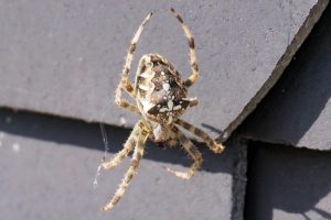 wie man Spinnen in einer Wohnung loswird