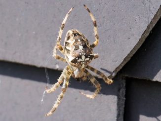 wie man Spinnen in einer Wohnung loswird