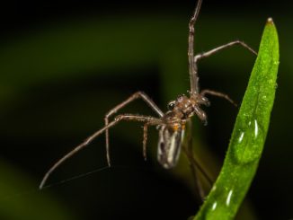 zirneklis ar garām plānām kājām
