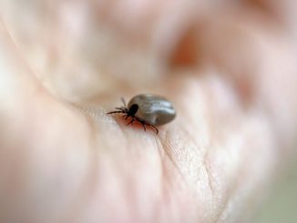 What does a tick bite look like on a human body?