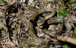 come sbarazzarsi dei serpenti in un cottage estivo