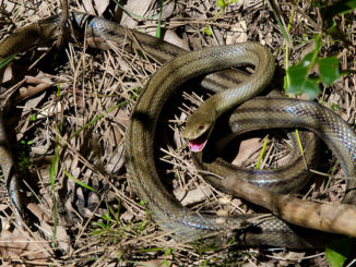 how to get rid of snakes in a summer cottage