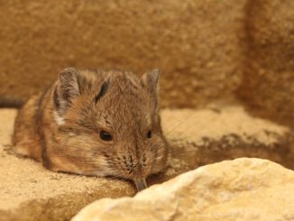 shrews sa bansa kung paano mapupuksa