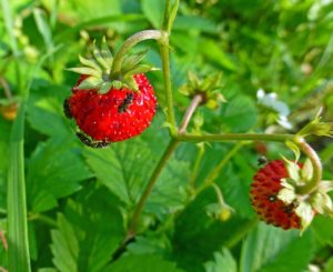 Erdbeer-Tick auf Erdbeeren, wie man damit umgeht