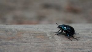 kleine schwarze Wanze in der Wohnung