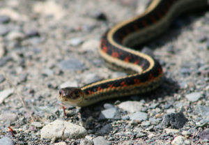 как да изплашим змиите от лятна вила